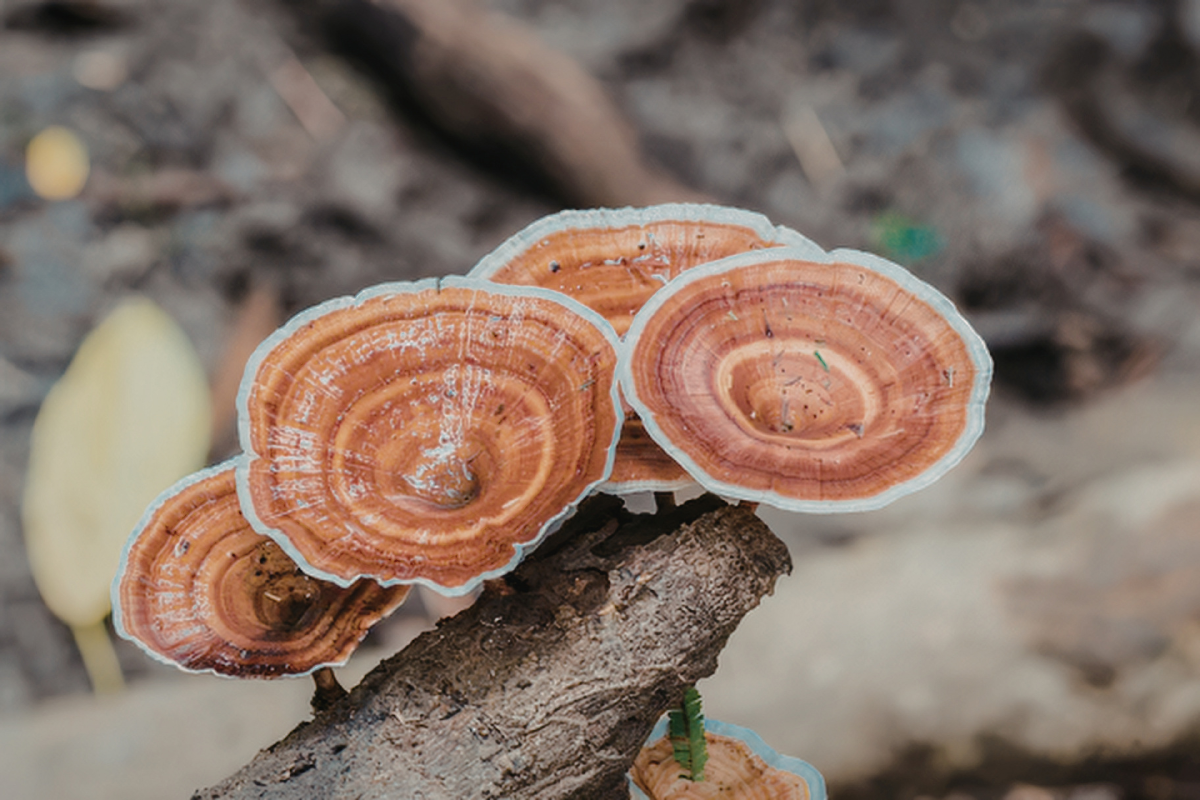 What is Reishi, and What Can it Do for Me?
